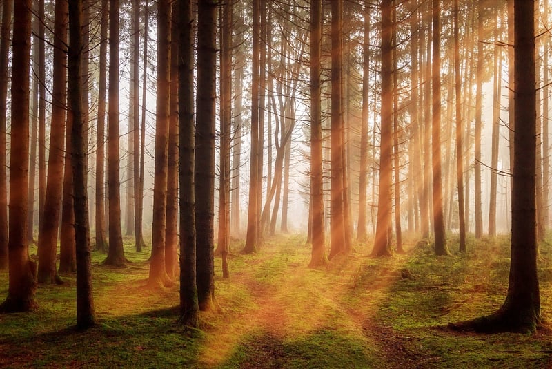Mystical foliage